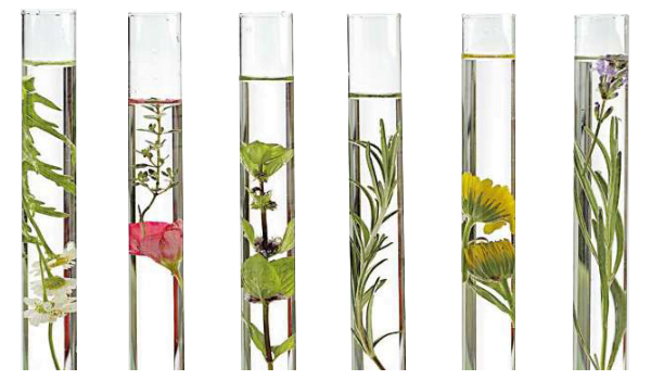 Deco Beauty Natural en Pego